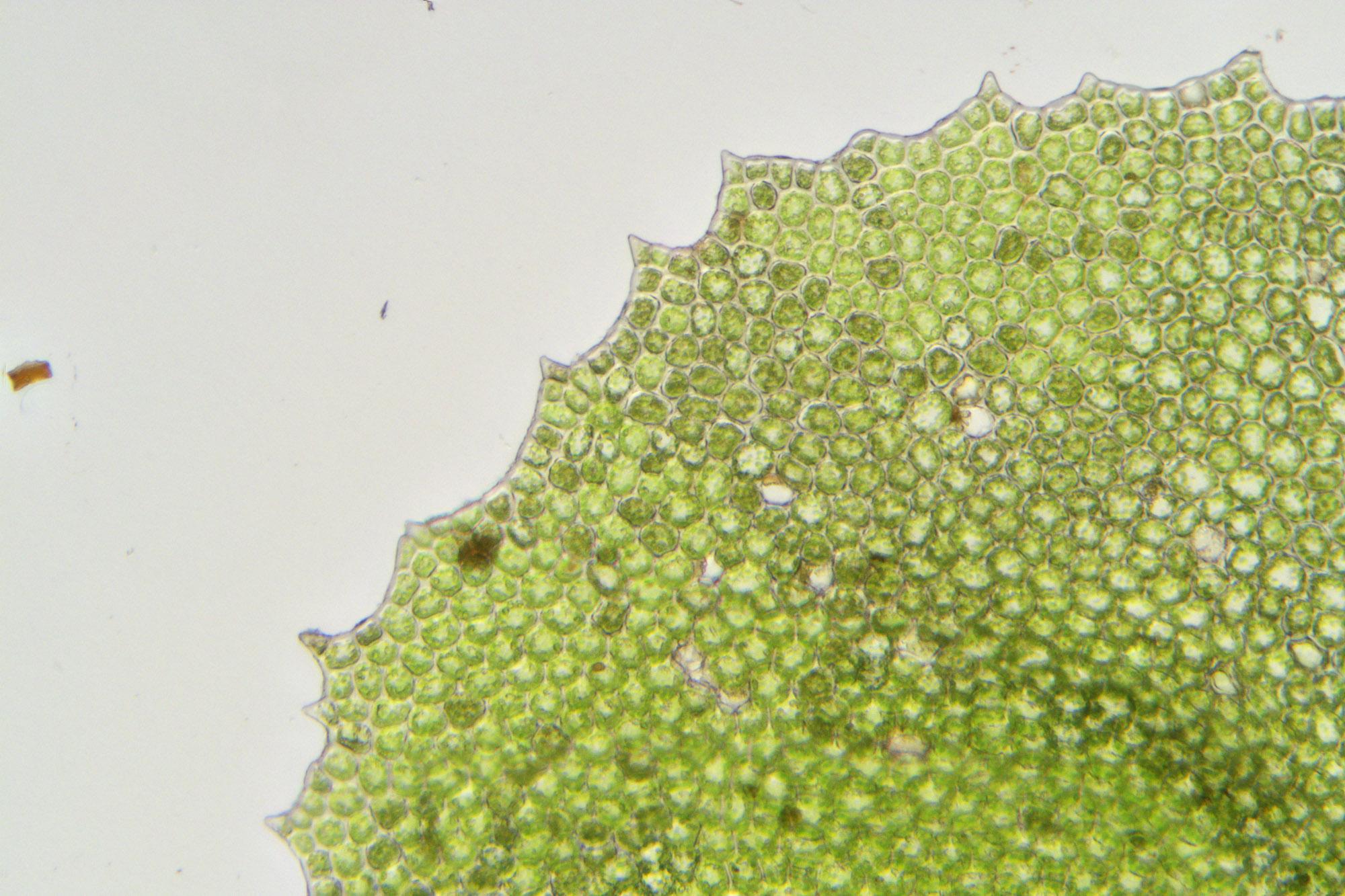 Plagiochila-porelloides-leaf-teeth.jpg
