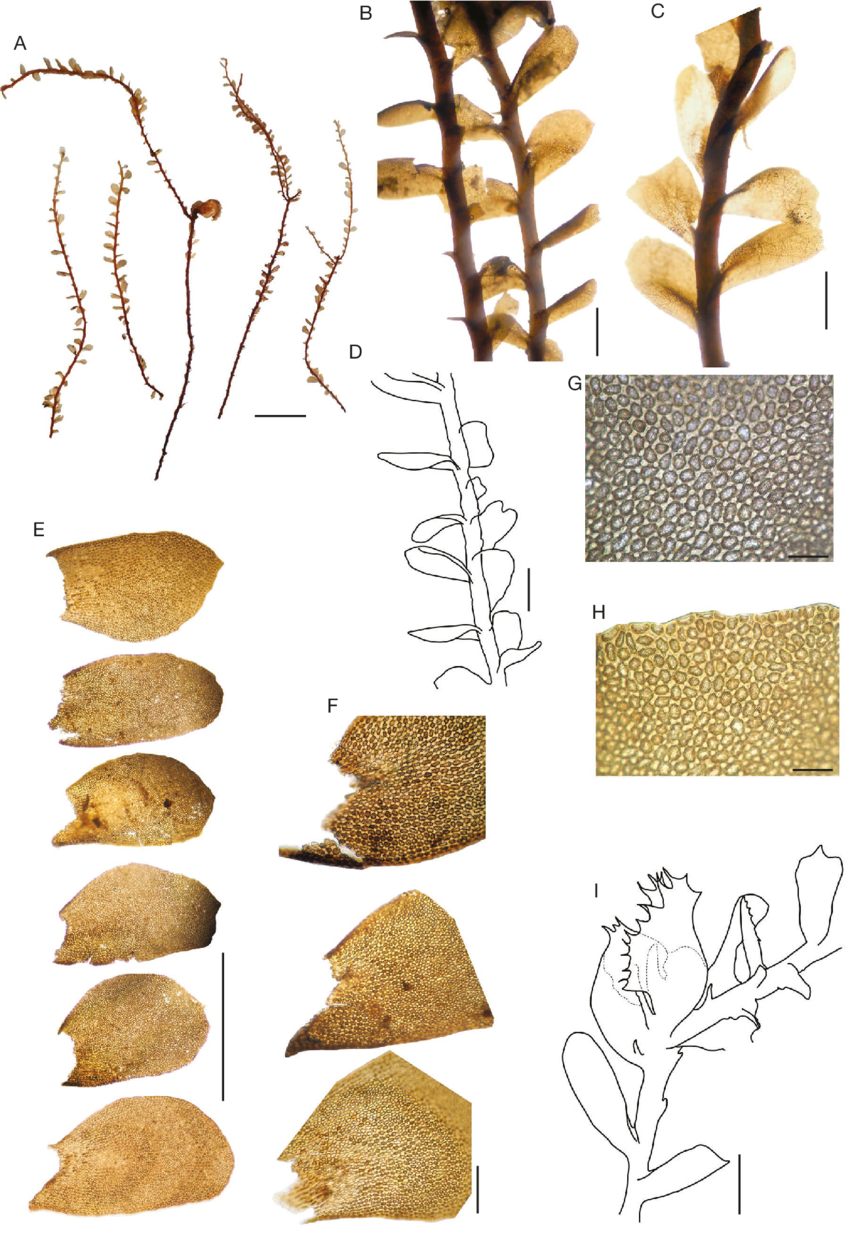 Plagiochila-punctata-Taylor-Taylor-var-paucidentata-Mont-Gottsche-Gradst-comb.png