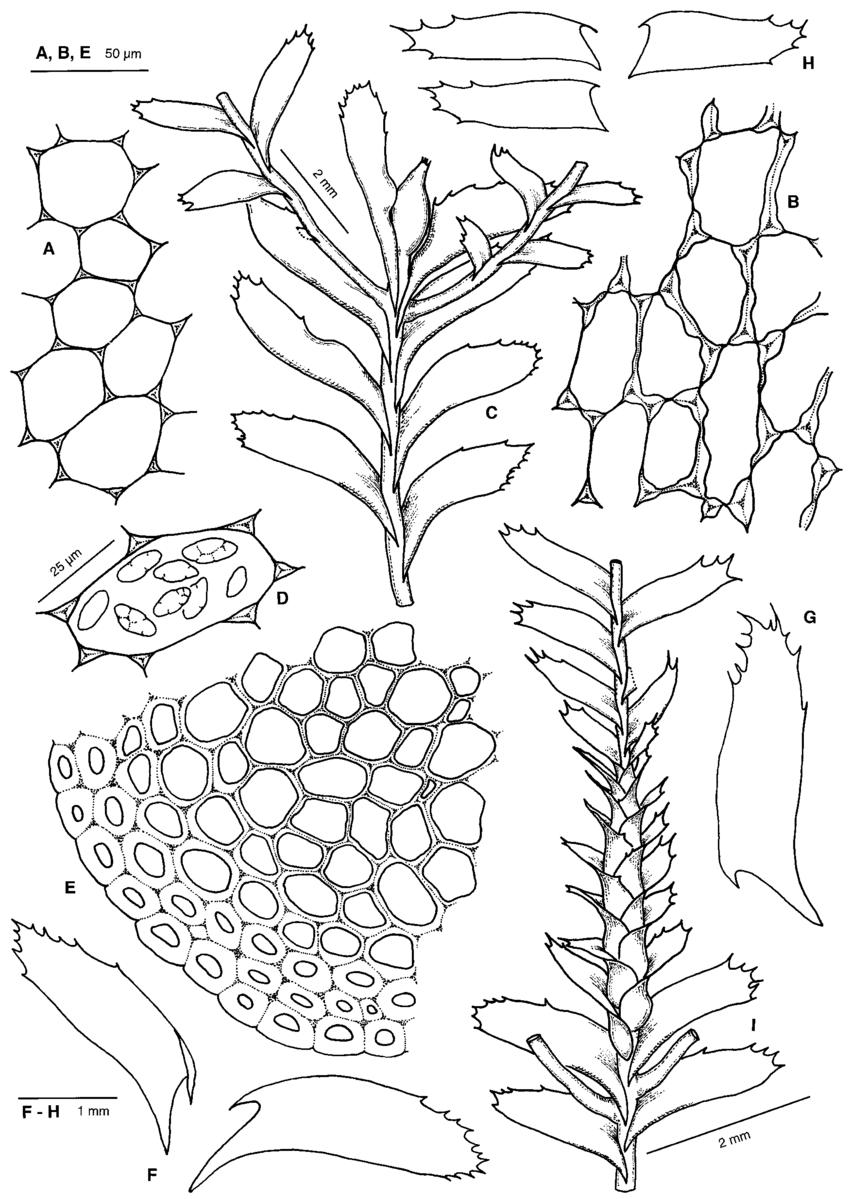 Plagiochila-rutilans-Lindenb-var-rutilans-A-B-Cells-from-center-of-upper-leaf.png