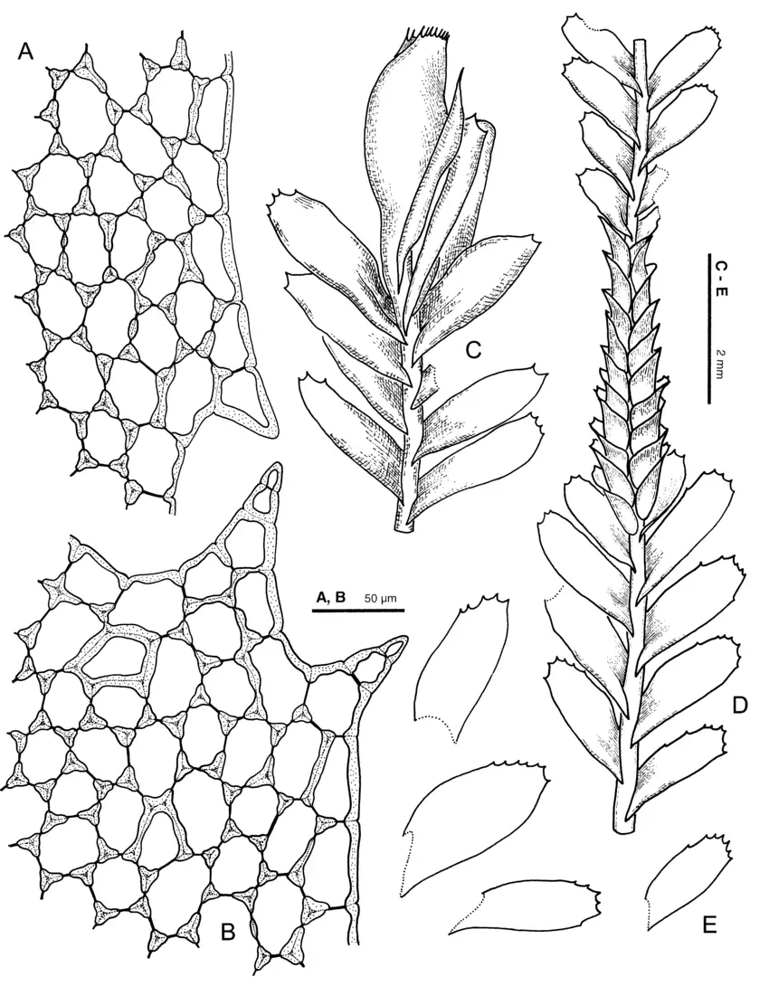 Plagiochila-sect-Rutilantes-pectinata-A-part-of-ventral-leaf-margin-B-part-of.png