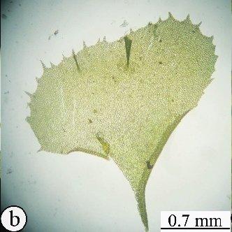 Plagiochila-sumatrana-a-Habit-b-Leaf-c-Leaf-cell_Q640.jpg