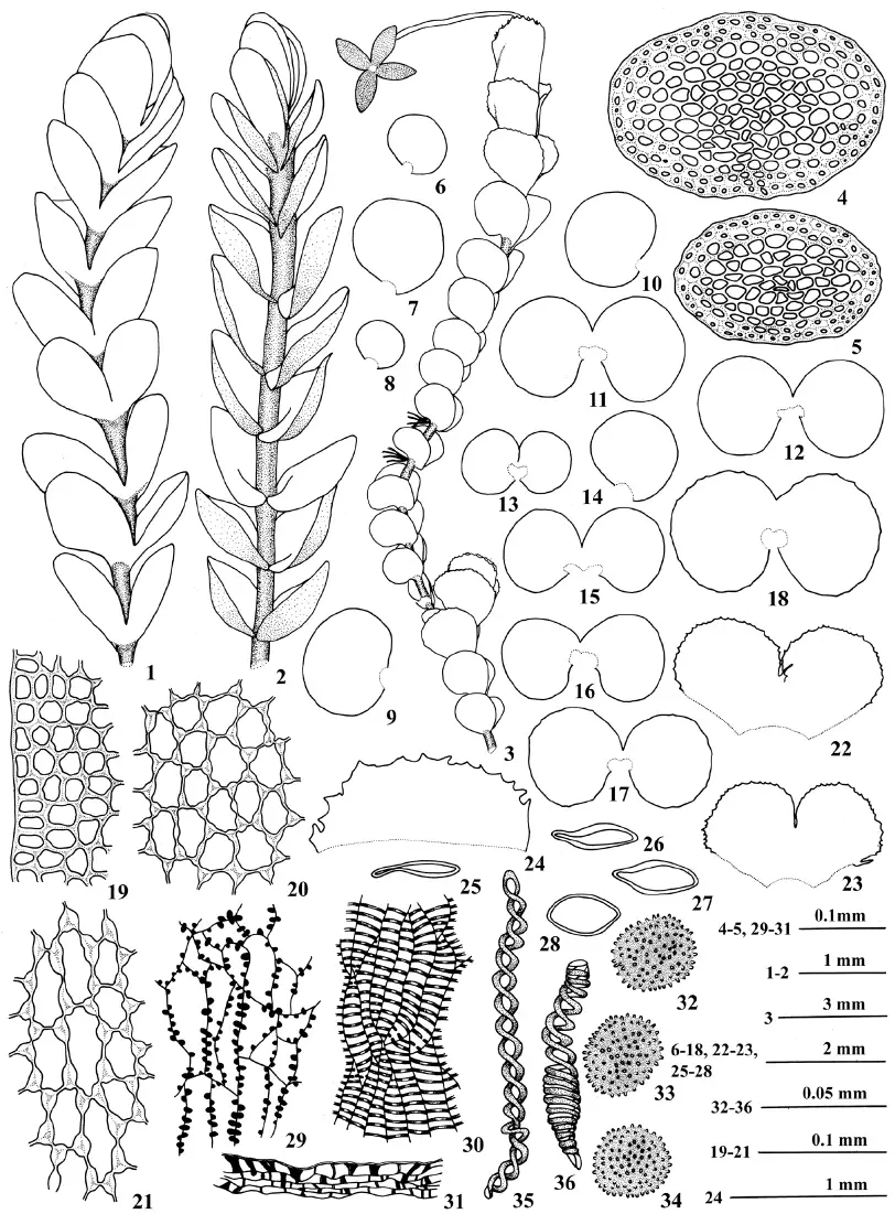 Plagiochilion-braunianum-Nees-SHatt-1-a-portion-of-plant-in-ventral-view-2-a.png