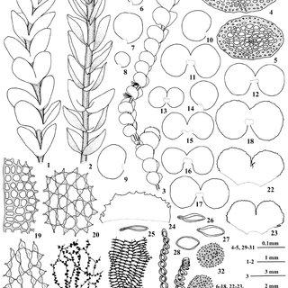 Plagiochilion-braunianum-Nees-SHatt-1-a-portion-of-plant-in-ventral-view-2-a_Q320.jpg