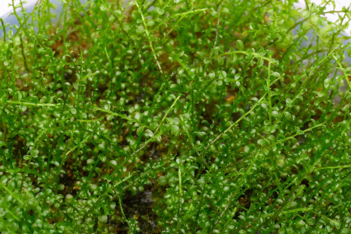 Plagiomnium-Affine-Pearl-Moss-Aquarium-Terrarium-Moss-Detail-2.jpg
