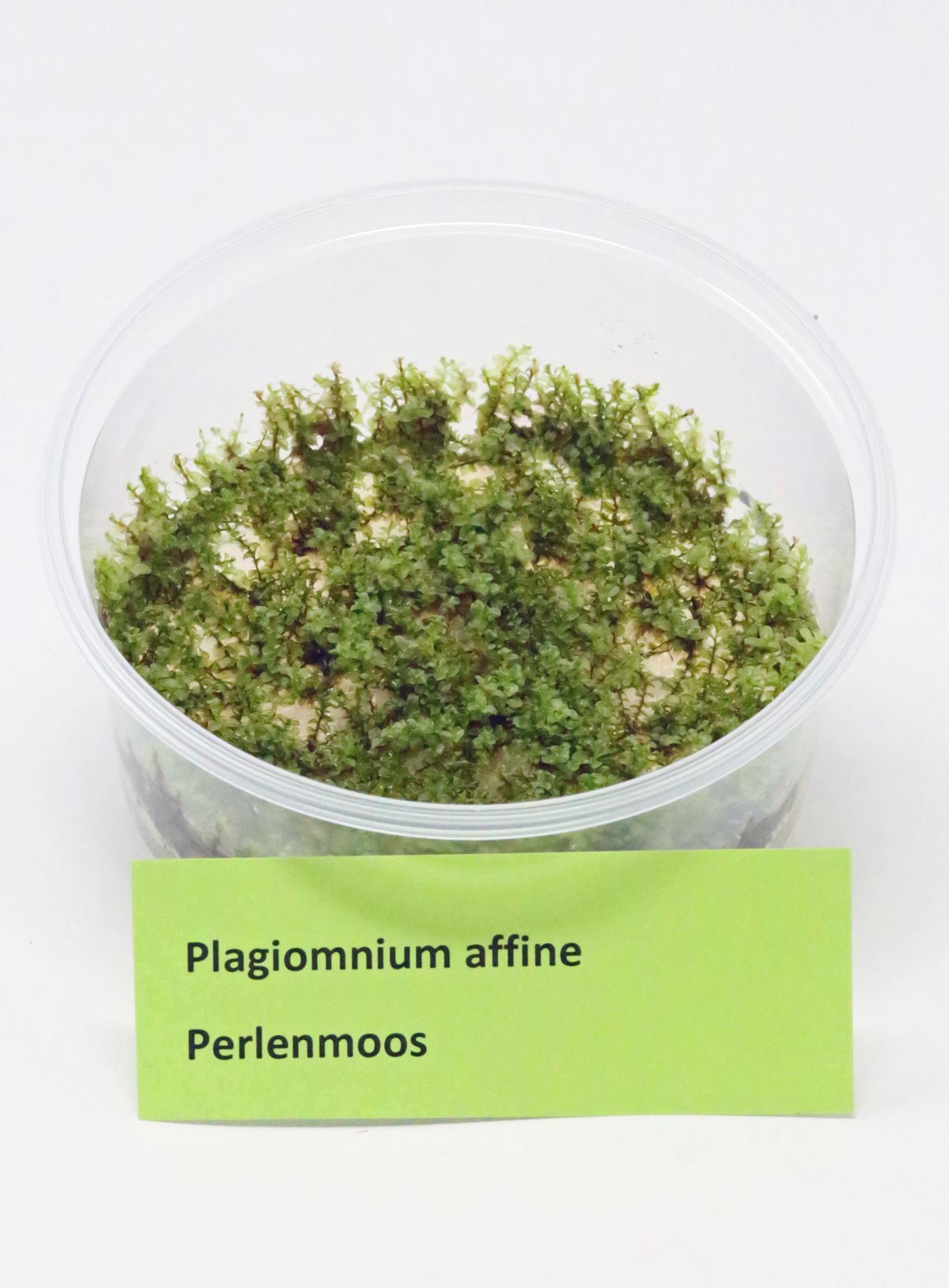 Plagiomnium-affine-Invitro.jpg