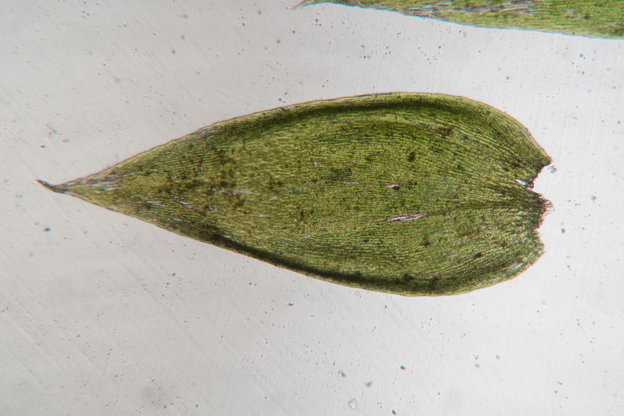 Plagiothecium-cavifolium-16.jpg