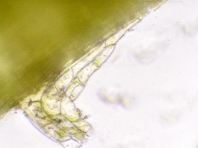 Plagiothecium-cavifolium_23-01-19-10-51-56-800x600.jpg