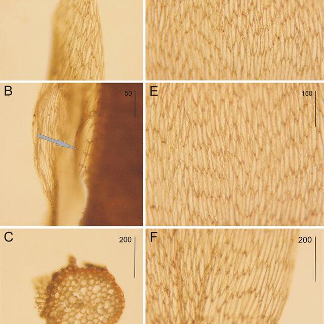 Plagiothecium-mauiense-from-the-NY-Herbarium-DD-Baldwin-221-NY01256708-A-the-plain_Q640.jpg