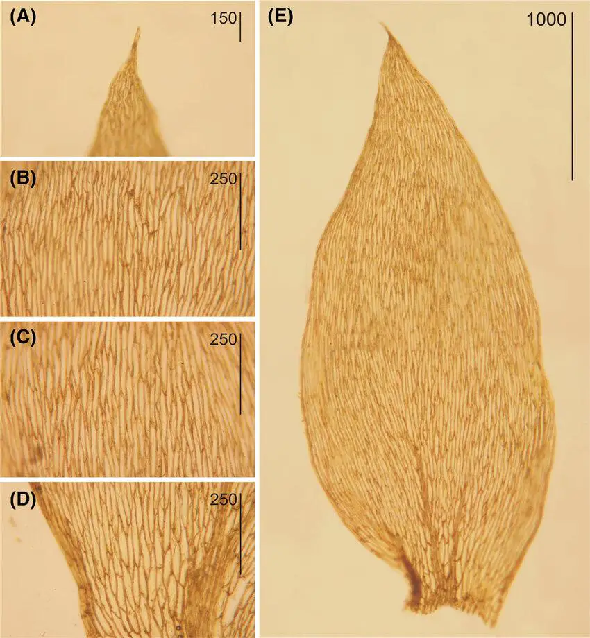 Plagiothecium-succulentum-f-propaguliferum-specimens-from-North-America-from-A-J.jpg
