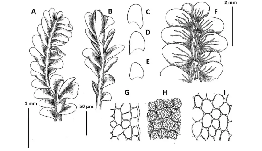 Plectocolea-comata-S-Hatt-A-B-Perianthous-branch-view-from-dorsal-side-C-E-Leaves.png