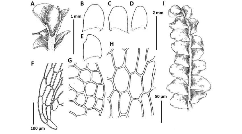 Plectocolea-erecta-Amakawa-A-Perianth-longitudinal-section-from-Choi-110403.png