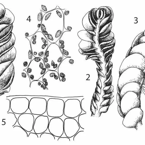 Plectocolea-infusca-Mitt-var-memiadzei-1-habit-dorsal-view-2-male-branch-dorsal_Q640.jpg