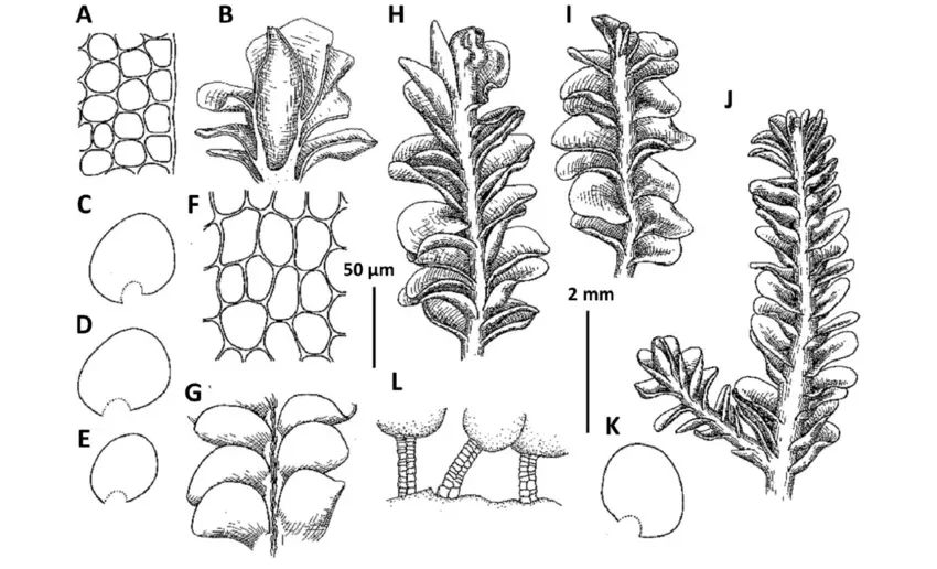 Plectocolea-radicellosa-Mitt-Mitt-A-Cells-along-leaf-margin-B-Perianth.png