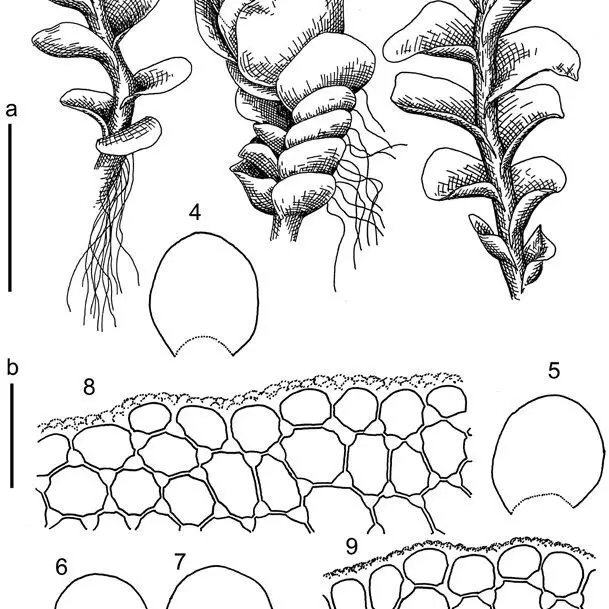 Plectocolea-subbalfourii-Bakalin-sp-nov-1-3-sterile-plants-2-female-plant_Q640.jpg