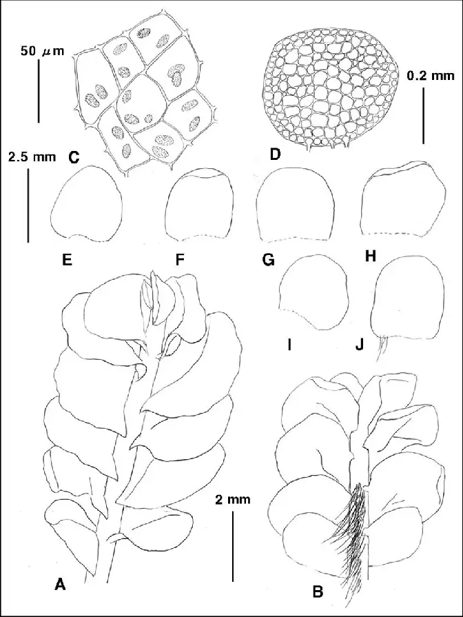 Plectocolea-torticalyx-Steph-S-Hatt-A-plant-dorsal-B-plant-ventral-C.png