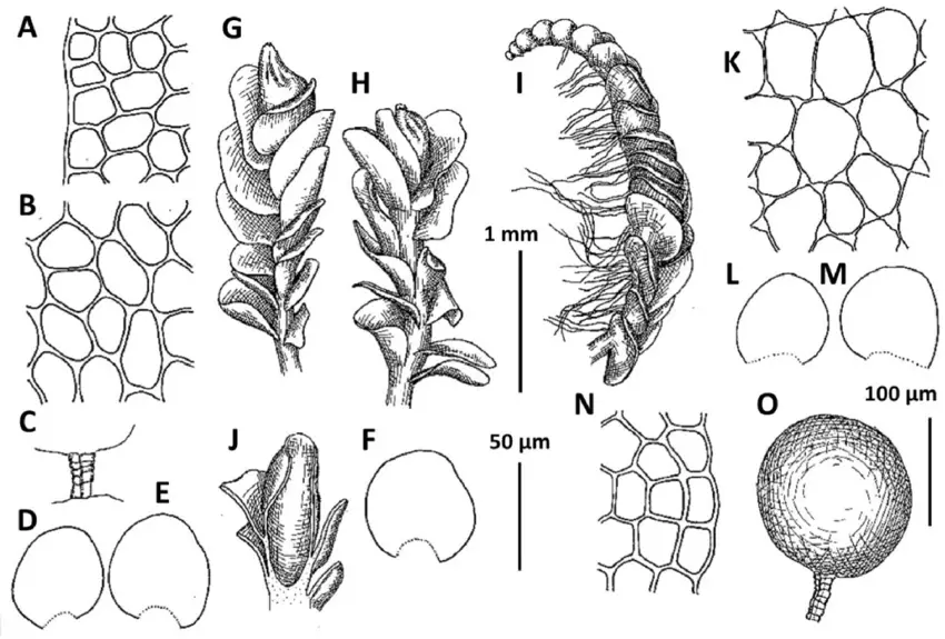 Plectocolea-truncata-Nees-Herzog-A-N-Cells-along-leaf-margin-B-K-Midleaf-cells.png