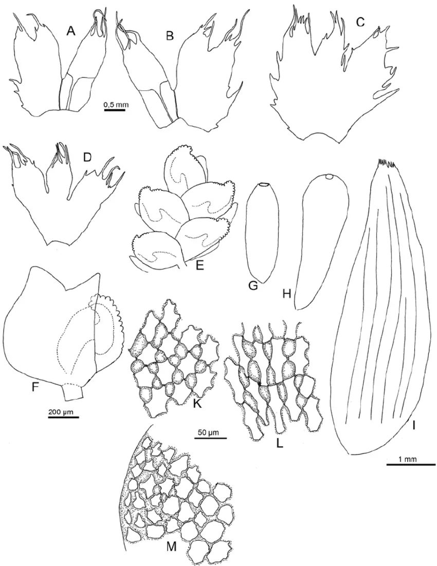 Pleurozia-pocsii-Frank-Muell-sp-nov-A-B-explanate-lobulate-leaves-C-bract.png