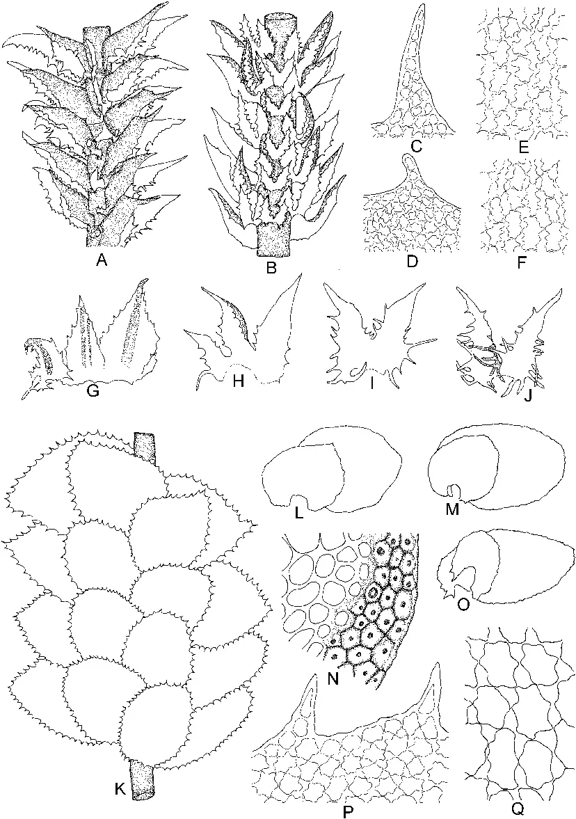 Plicanthus-hirtellus-FWeber-RMSchust-A-Part-of-plant-dorsal-view-B-Part-of.png