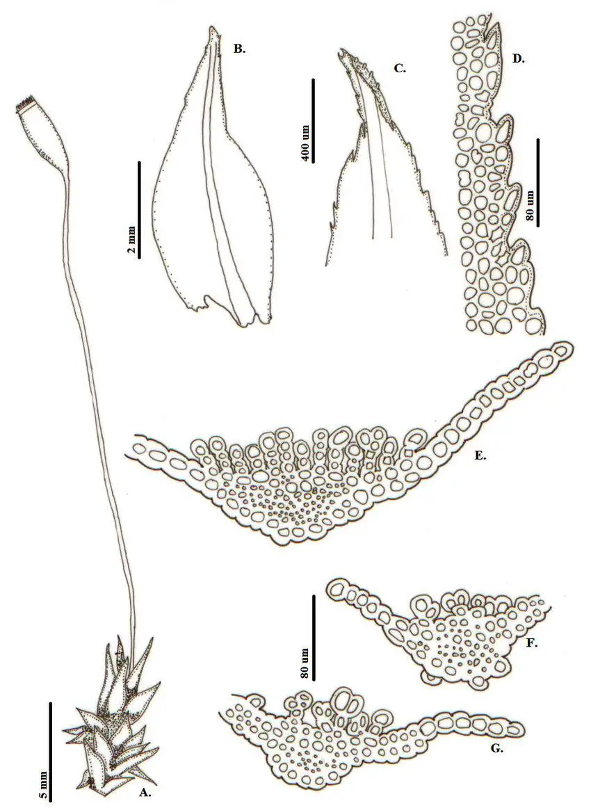 Pogonatum-pensilvanicum-Bartram-ex-Hedw-Beauv-A-Habito-B-G-Hoja-B-Vista-general.png