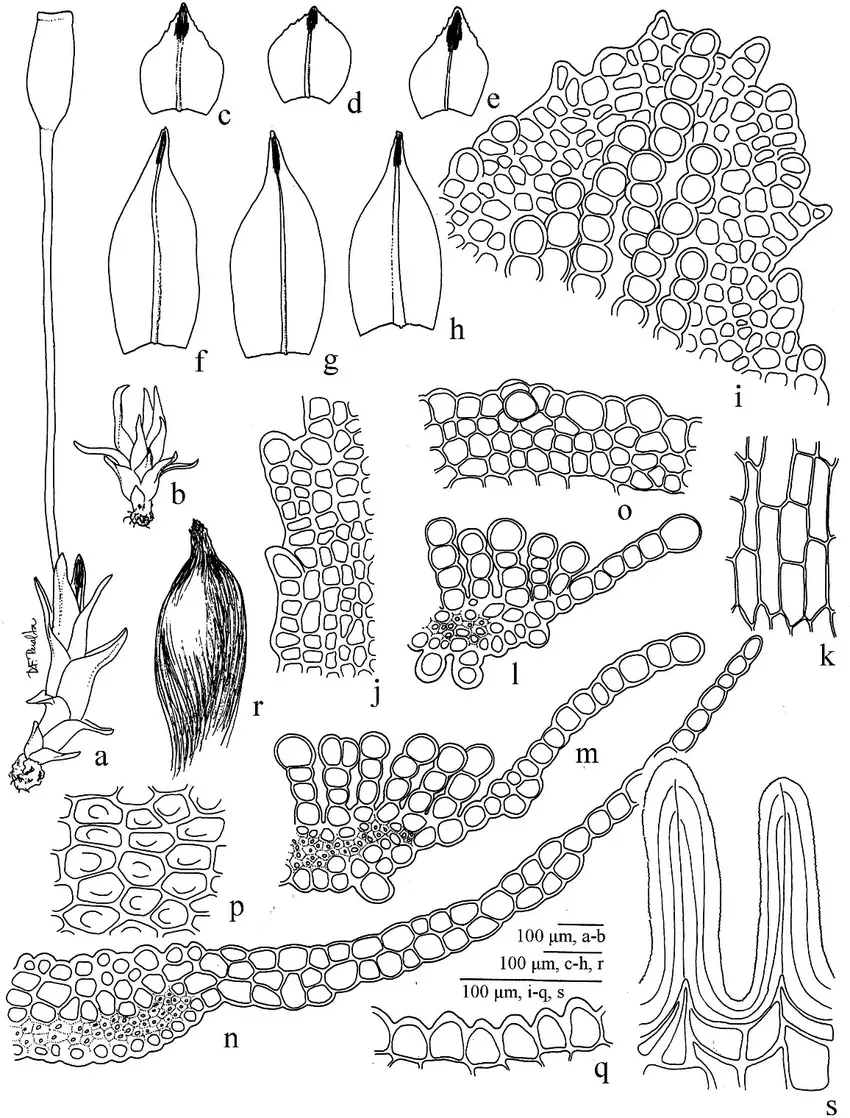 Pogonatum-pensilvanicum-a-Female-gametophyte-b-Male-gametophyte-c-e-Leaves-f-h.png