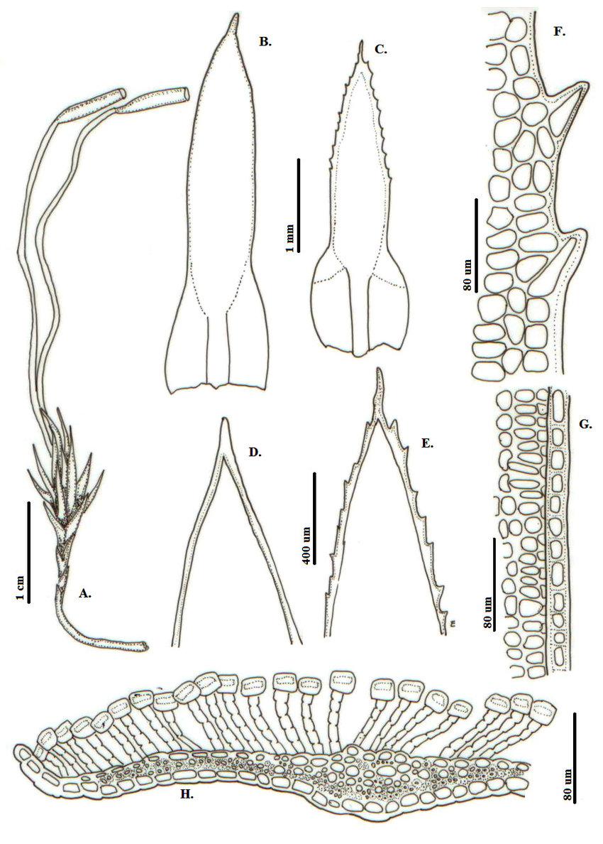 Pogonatum-perichaetiale-subsp-oligodus-Muell-Hal-Hyvoenen-A-Habito-B-H-Hoja-B-C.png