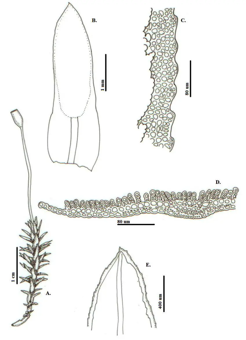 Pogonatum-tortile-Sw-Brid-A-Habito-B-E-Hoja-B-Vista-general-C-Detalle-del.png