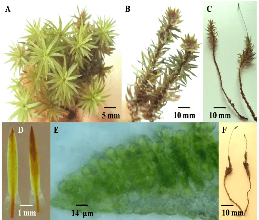 Pogonatum-urnigerum-Hedw-P-Beauv-A-fresh-habit-B-male-gametophyte-with-perigonia.png