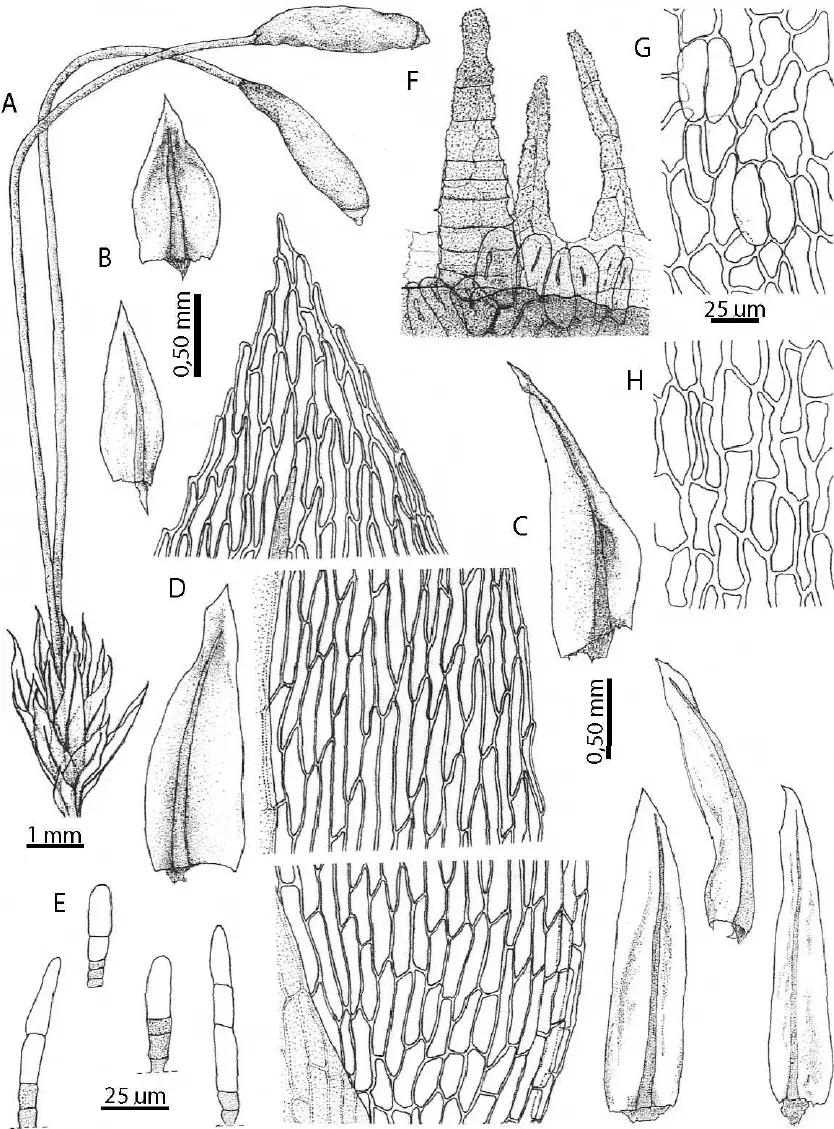 Pohlia-chilensis-A-Habit-B-Basal-leaves-C-Apical-leaves-D-Laminal-cells-apical.png