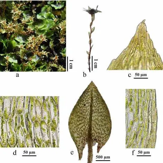 Pohlia-ludwigii-a-Habit-b-Shoot-c-Apex-d-Mid-leaf-cells-e-Leaf-f-Leaf-edge_Q640.jpg