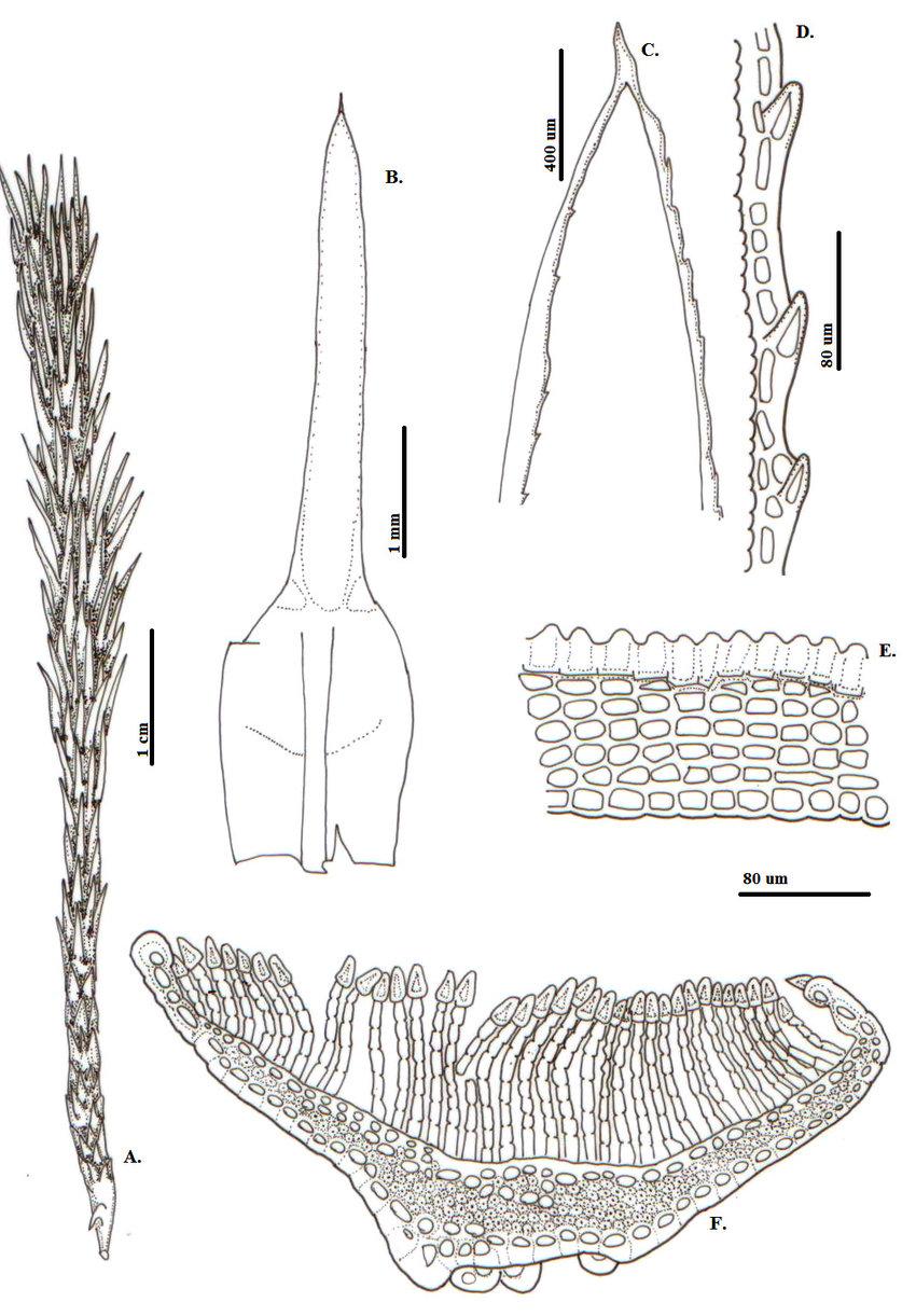 Polytrichadelphus-giganteus-Hook-Mitt-A-Habito-B-F-Hoja-B-Vista-general-C.png