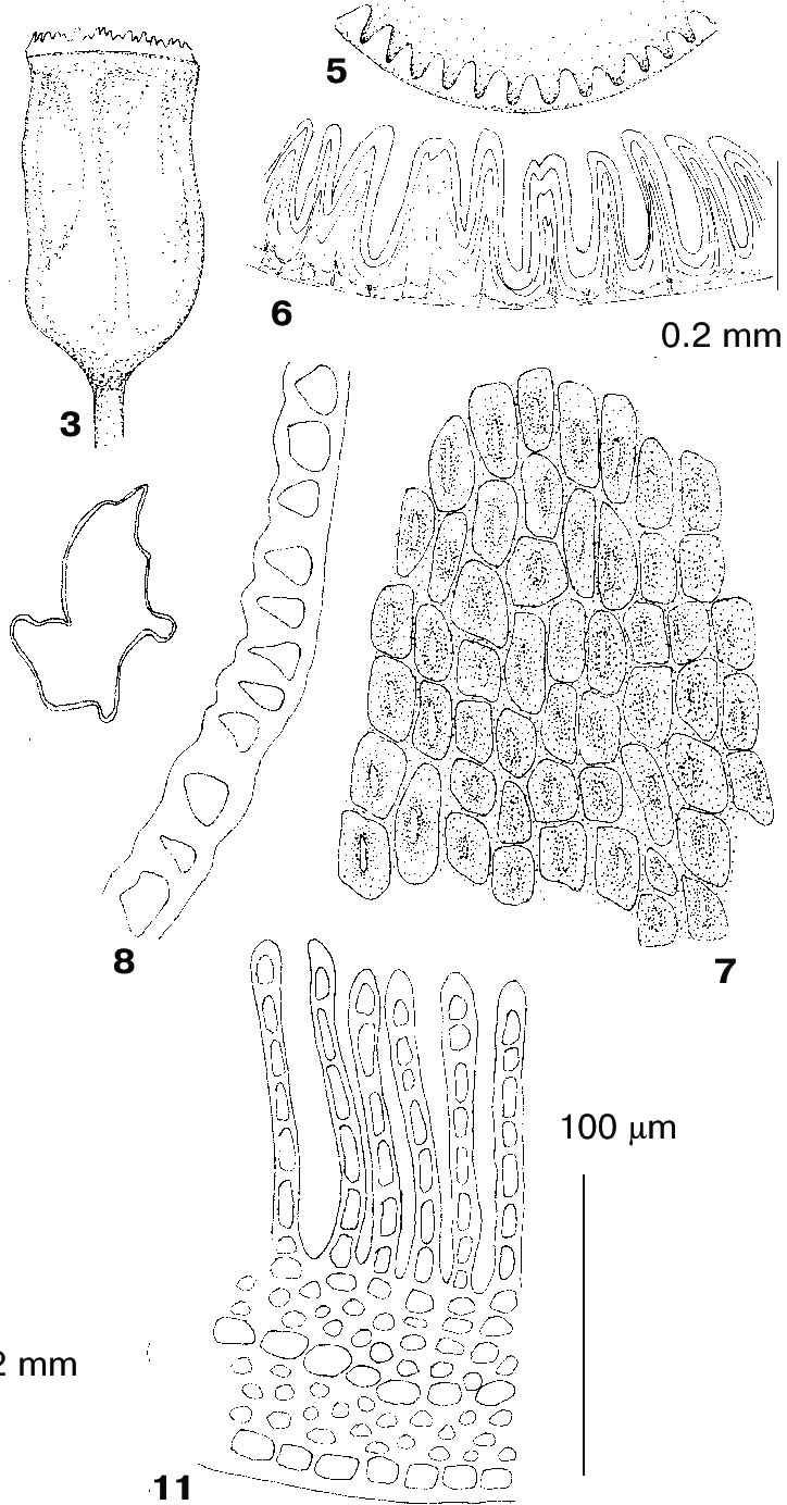 Polytrichastrum-sexangulare-Floerke-ex-Brid-G-L-Sm-from-Kobiguayuk-Creek-2800-m.png