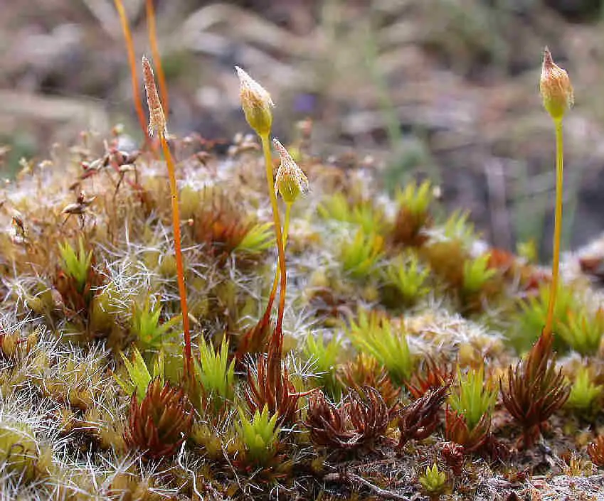 Polytrichastrum_longisetum_004.JPG