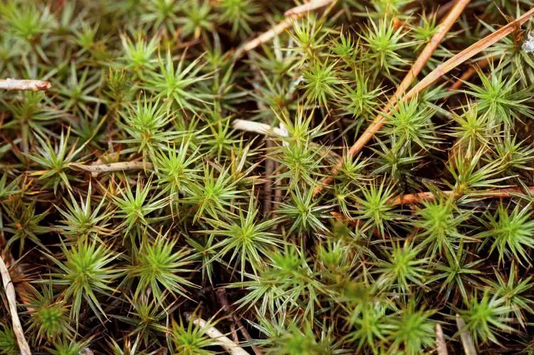 Polytrichum-juniperinum-2-750x499.jpg