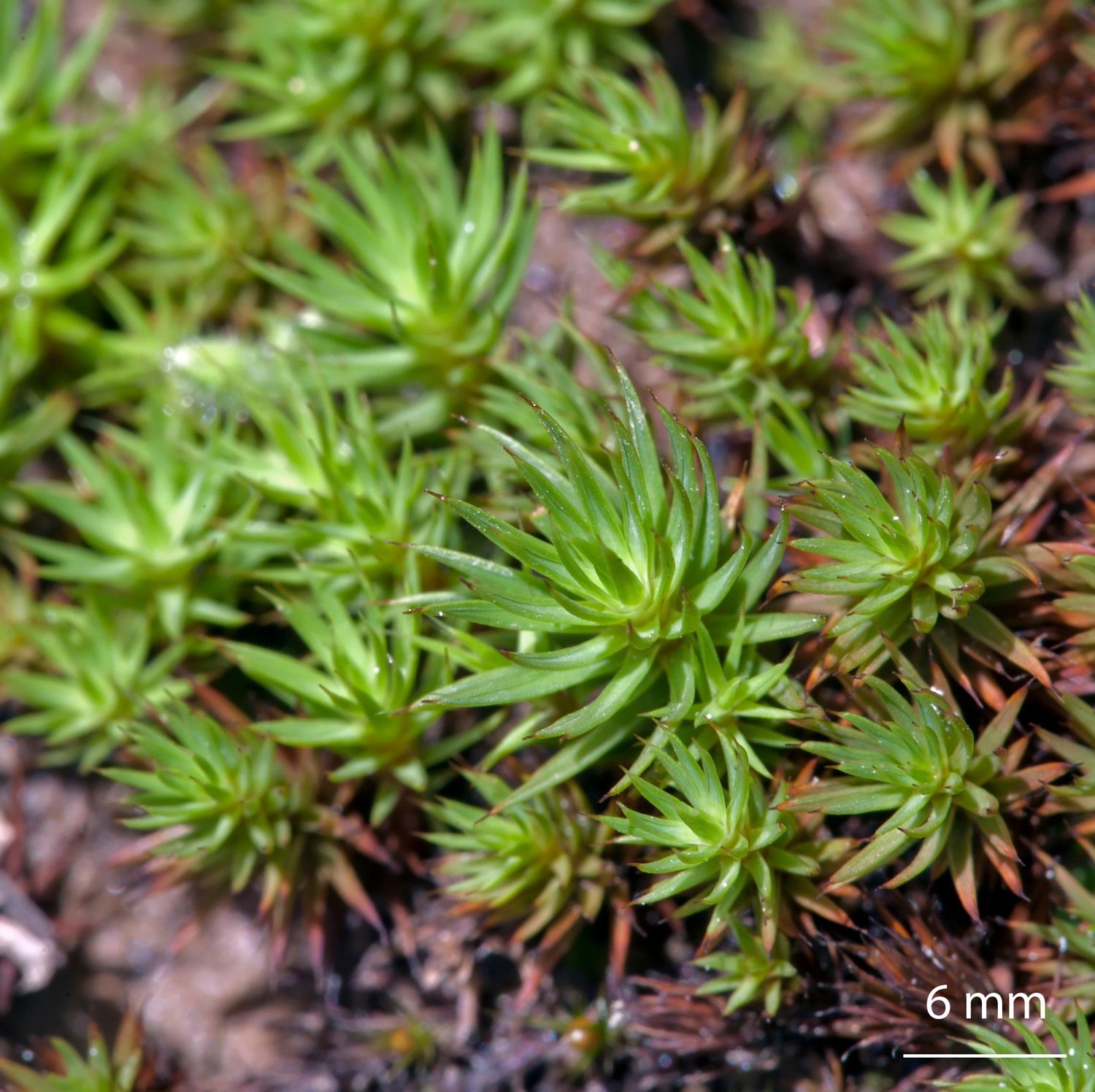 Polytrichum-juniperinum-moss.jpg