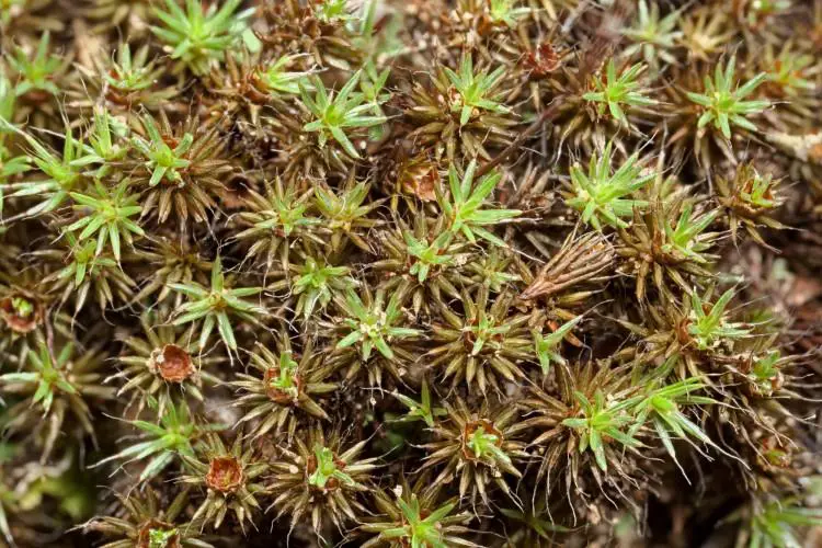 Polytrichum-piliferum-750x500.jpg