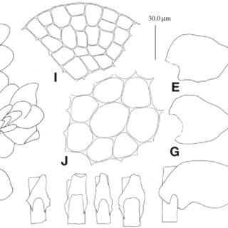 Porella-chinensis-Steph-S-Hatt-A-plant-ventral-B-underleaves-C-D-part-of_Q320.jpg