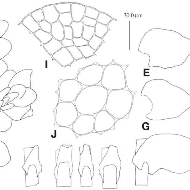 Porella-chinensis-Steph-S-Hatt-A-plant-ventral-B-underleaves-C-D-part-of_Q640.jpg