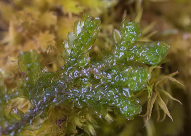 Porella-platyphylla-(L.)-Pfeiff.-452048.sm.jpg