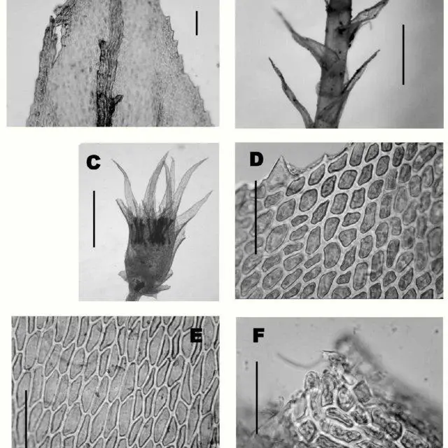 Porotrichum-saotomense-from-the-holotype-A-Tip-of-stem-leaf-B-Stipe-leaves-C_Q640.jpg