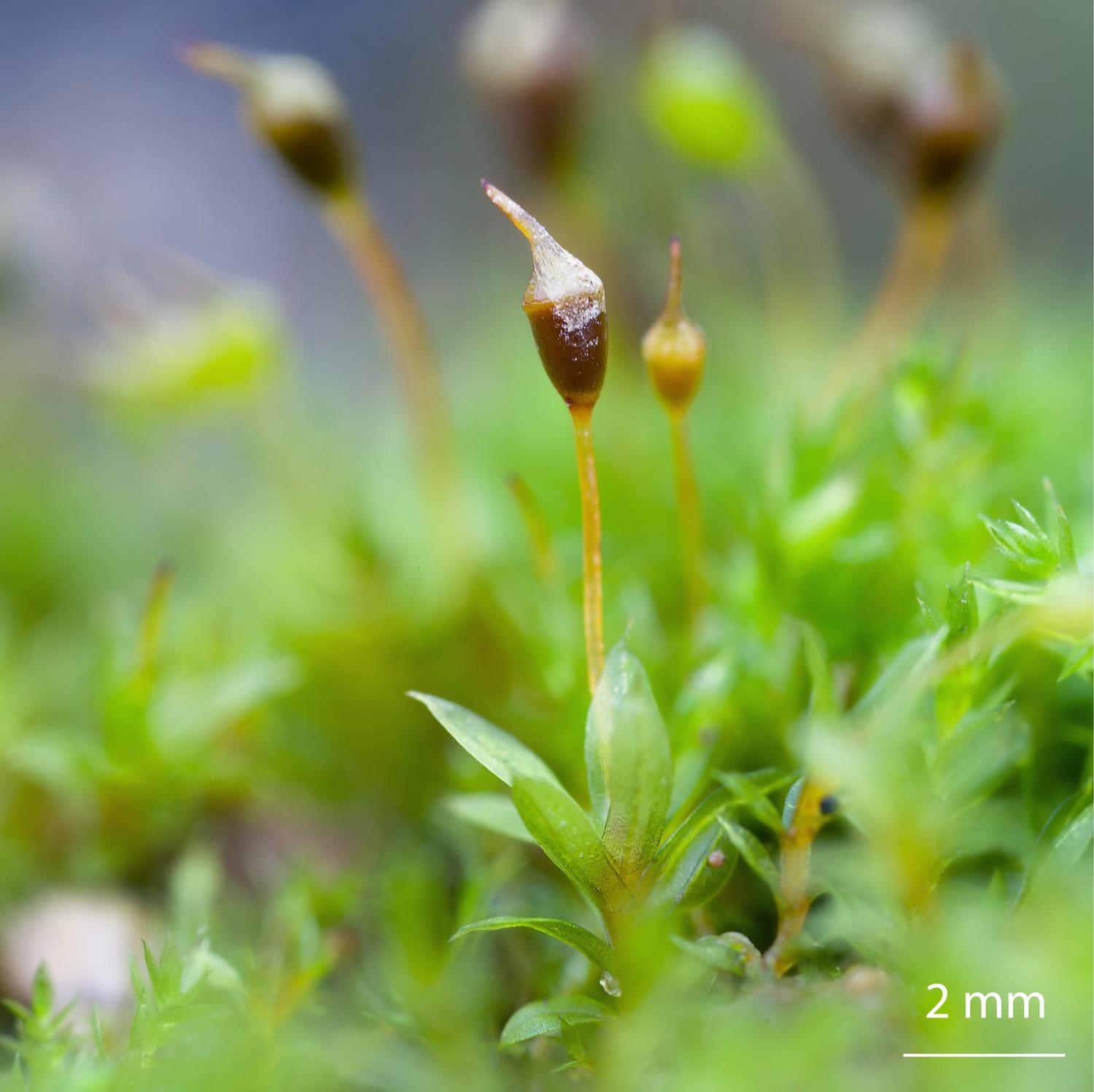 Pottia-truncata-moss.jpg