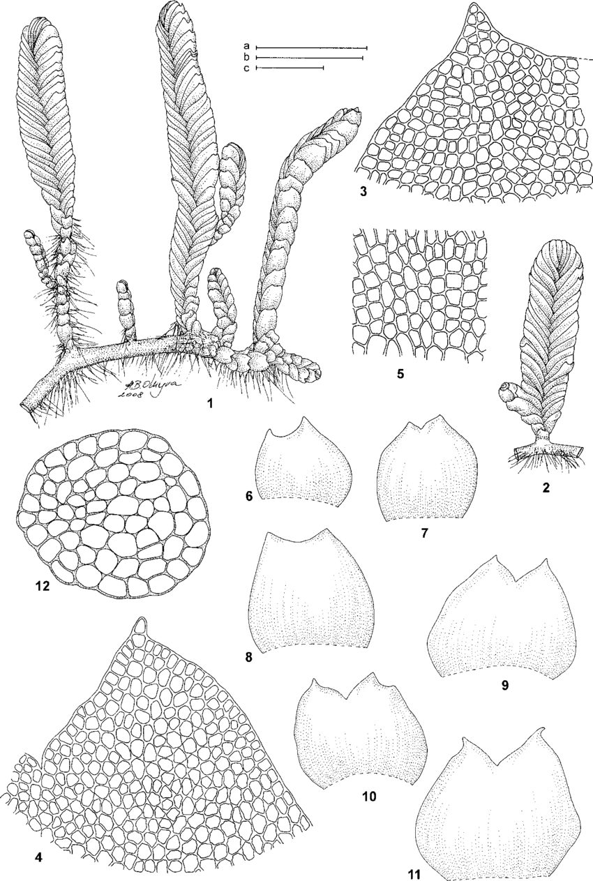 Prasanthus-suecicus-1-2-Habit-3-4-Cells-at-leaf-apex-5-Basal-leaf-cells-6-11.png