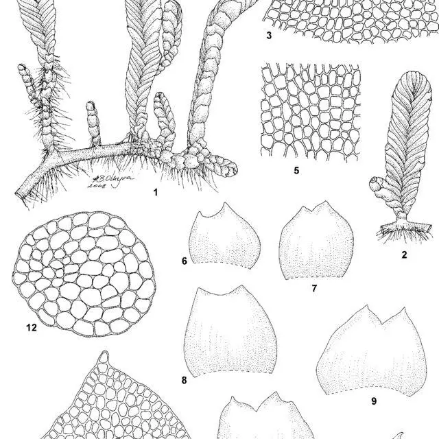 Prasanthus-suecicus-1-2-Habit-3-4-Cells-at-leaf-apex-5-Basal-leaf-cells-6-11_Q640.jpg