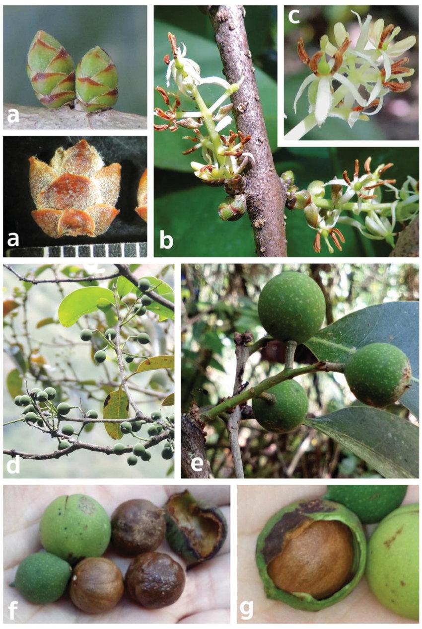 Priogymnanthus-colombianus-FernAlonso-PA-Morales-M-A-Inflorescences-buds-before.jpg