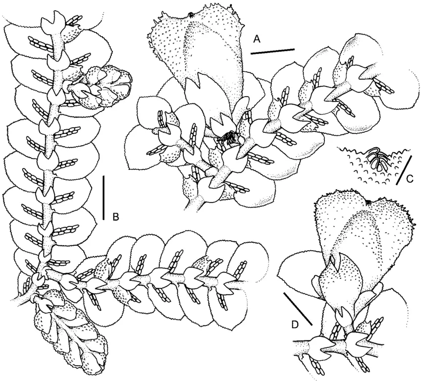 Prionolejeunea-clementinae-A-Female-plant-B-Male-plant-C-Perianth-beak-D-Female.png