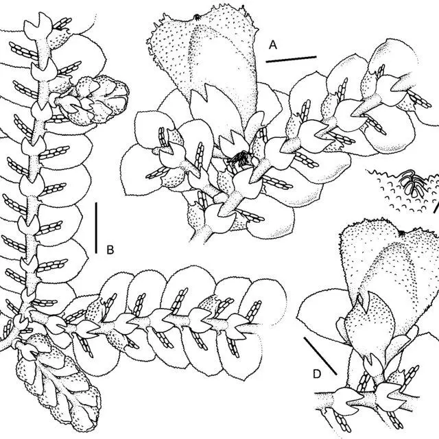 Prionolejeunea-clementinae-A-Female-plant-B-Male-plant-C-Perianth-beak-D-Female_Q640.jpg