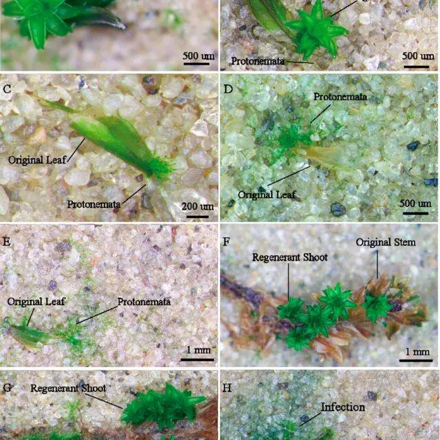 Protonemal-and-shoot-emergence-from-different-fragments-of-the-moss-Syntrichia-caninervis_Q640.jpg