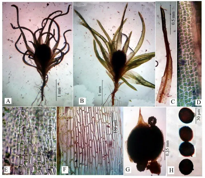 Pseudephemerum-nitidum-Hedw-Loeske.jpg