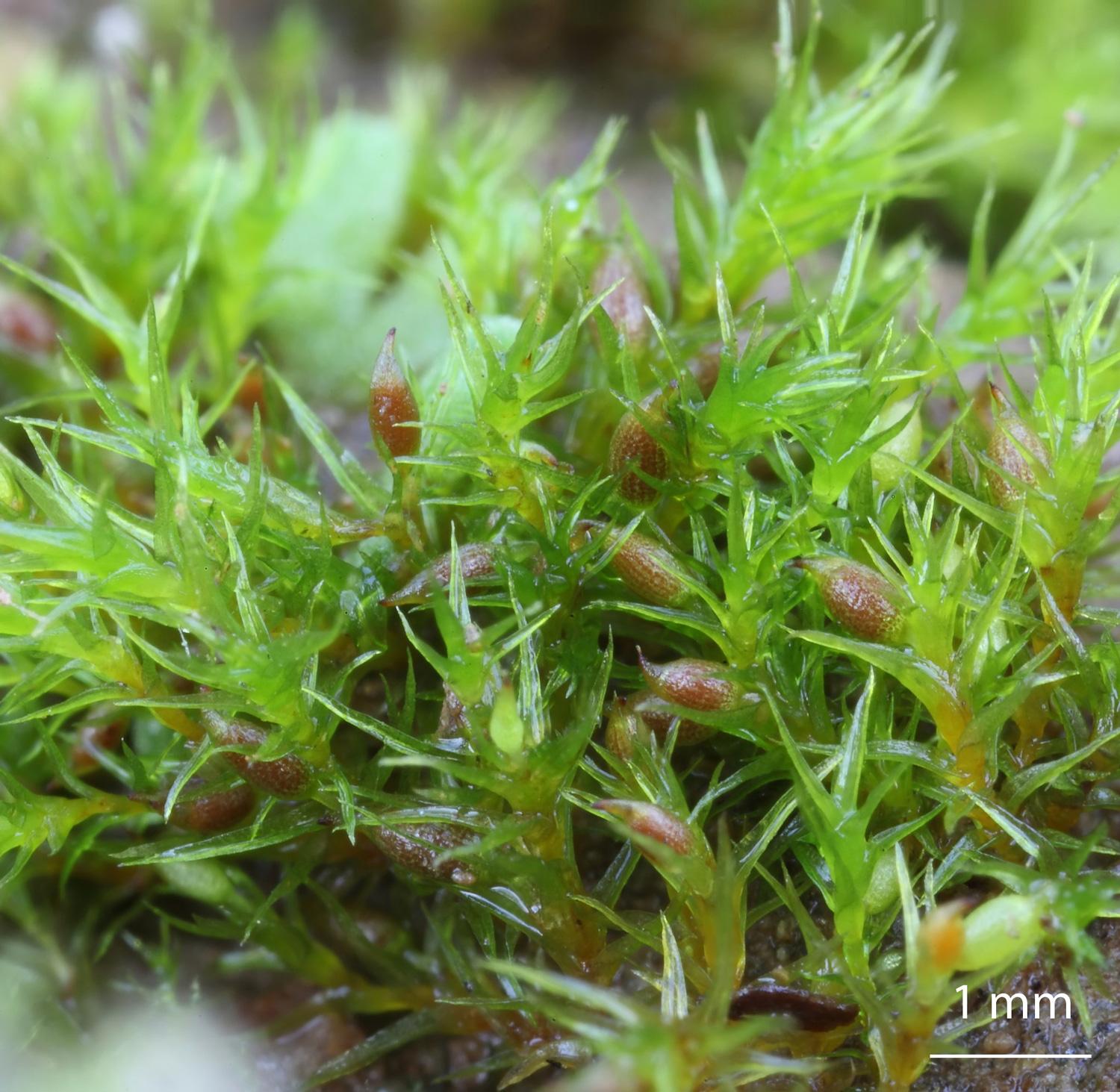 Pseudephemerum-nitidum-moss.jpg