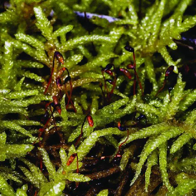 Pseudoscleropodium-purum-with-sporophytes-from-The-Basin-Victoria_Q640.jpg