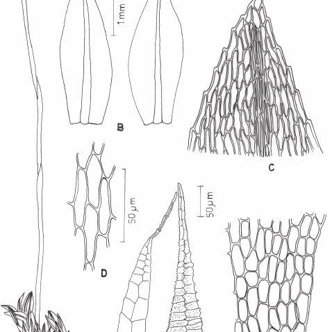 Ptychostomum-pallescens-Schleich-ex-Schwaegr-Spence-A-Habit-of-gametophyte-B_Q640.jpg